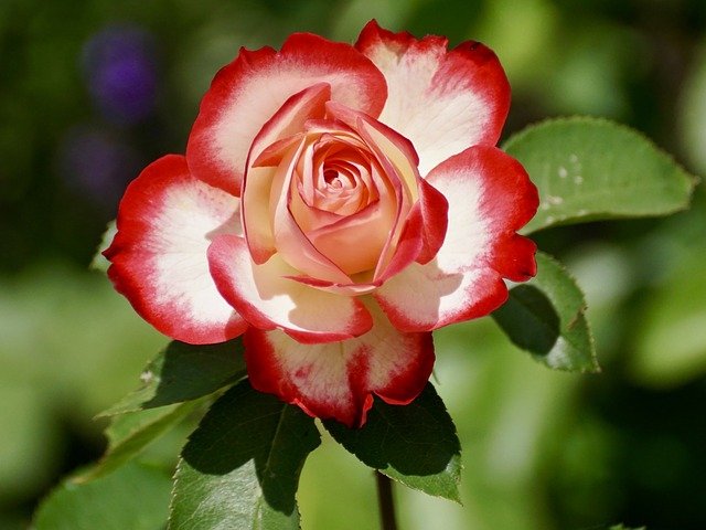 Rose Flower Caption For Instagram
