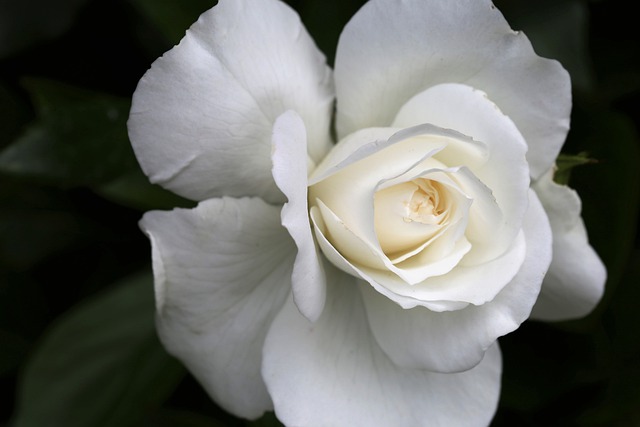 White Rose Captions For Instagram