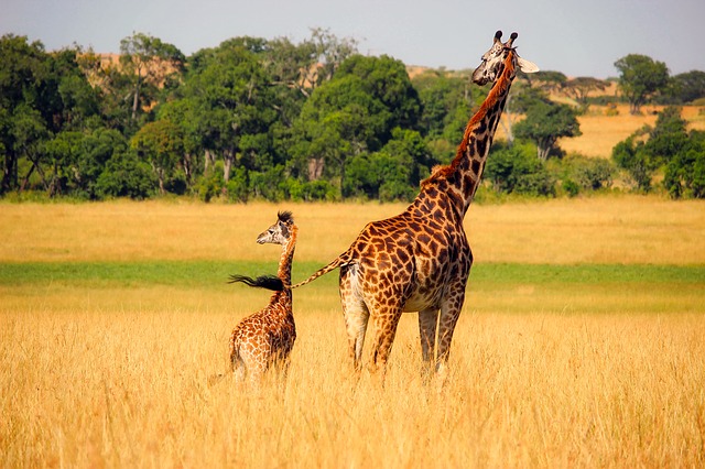 Giraffe Instagram Captions
