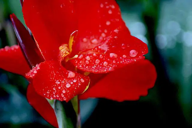 Water Drop On Flower Captions For Instagram