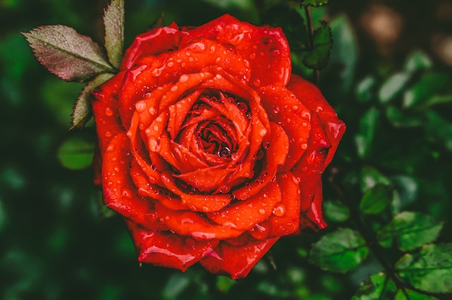Rose Plant Captions For Instagram